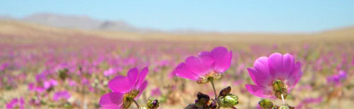 desierto-florido